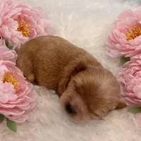 LUNA, a female Maltipoo for sale in Fayetteville, AR – Photo 3 of 5