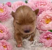 LUNA, a female Maltipoo for sale in Fayetteville, AR – Photo 4 of 5