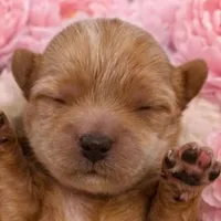 LUNA, a female Maltipoo for sale in Fayetteville, AR – Photo 1 of 5