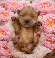 LUNA, a female Maltipoo for sale in Fayetteville, AR – Photo 2 of 5