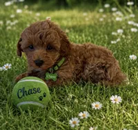 Chase , a male Maltipoo for sale in Fayetteville, AR – 2 of 5