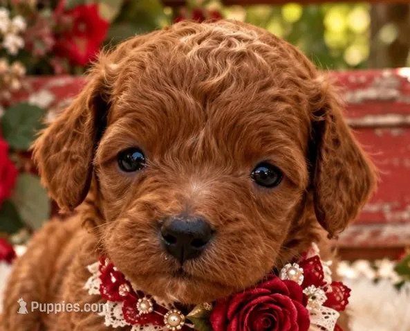 NELLIE ROSE – Maltipoo puppy for sale in Fayetteville, AR