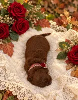NELLIE ROSE, a female Maltipoo for sale in Fayetteville, AR – 4 of 5
