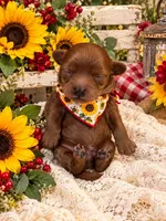 JUDE, a male Maltipoo for sale in Fayetteville, AR – 2 of 5