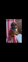CREW, a male Maltipoo for sale in Fayetteville, AR – 4 of 5
