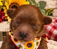 JUDE, a male Maltipoo for sale in Fayetteville, AR – 1 of 5