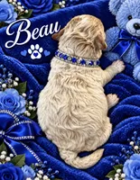 BEAU, a male Maltipoo for sale in Fayetteville, AR – 3 of 4