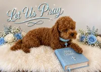 AVERY - SALE, a female Maltipoo for sale in Fayetteville, AR – 3 of 5