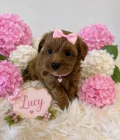 LUCY, a female Maltipoo for sale in Fayetteville, AR – 3 of 4