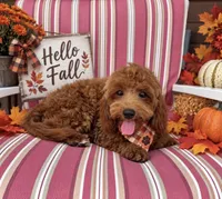 Chase , a male Maltipoo for sale in Fayetteville, AR – 5 of 5