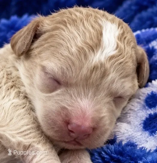 BEAU – Maltipoo puppy for sale in Fayetteville, AR