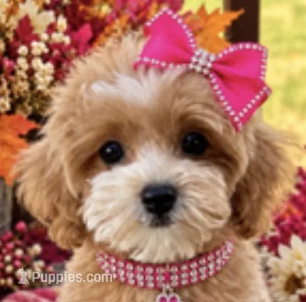 SOPHIE – Maltipoo puppy for sale in Fayetteville, AR
