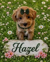 HAZEL, a female Maltipoo for sale in Fayetteville, AR – 5 of 5