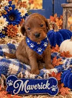 Maverick , a male Maltipoo for sale in Fayetteville, AR – 4 of 5