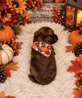 TITAN, a male Maltipoo for sale in Fayetteville, AR – 6 of 6