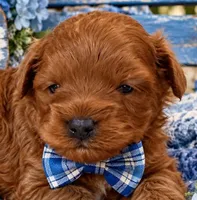 MURPHY, a male Maltipoo for sale in Fayetteville, AR – 1 of 5