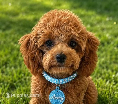 AVERY - SALE – Maltipoo puppy for sale in Fayetteville, AR