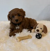 Cash, a male Maltipoo for sale in Fayetteville, AR – 3 of 5