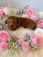 MOLLY, a female Maltipoo for sale in Fayetteville, AR – 2 of 5