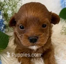 LUKE – Maltipoo puppy for sale in Fayetteville, AR