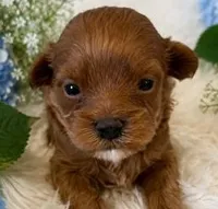 LUKE, a male Maltipoo for sale in Fayetteville, AR – 1 of 5