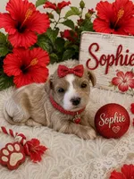 SOPHIE, a female Maltipoo for sale in Fayetteville, AR – 5 of 5