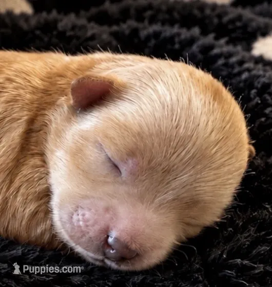 OLLIE – Maltipoo puppy for sale in Fayetteville, AR