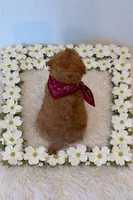 WILL, a male Maltipoo for sale in Fayetteville, AR – Photo 4 of 5