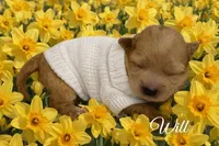 WILL, a male Maltipoo for sale in Fayetteville, AR – Photo 2 of 5