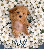 WILL, a male Maltipoo for sale in Fayetteville, AR – Photo 3 of 5