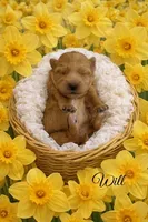 WILL, a male Maltipoo for sale in Fayetteville, AR – Photo 4 of 5