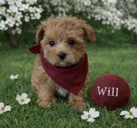 WILL, a male Maltipoo for sale in Fayetteville, AR – Photo 2 of 5