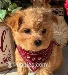 WILL – Maltipoo puppy for sale in Fayetteville, AR