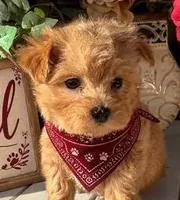 WILL, a male Maltipoo for sale in Fayetteville, AR – Photo 1 of 5