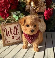 WILL, a male Maltipoo for sale in Fayetteville, AR – Photo 5 of 5