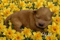 WILL, a male Maltipoo for sale in Fayetteville, AR – Photo 3 of 5