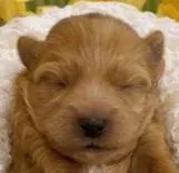 WILL, a male Maltipoo for sale in Fayetteville, AR – Photo 1 of 5