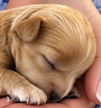 TEDDY – Maltipoo puppy for sale in Fayetteville, AR