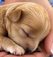 TEDDY, a male Maltipoo for sale in Fayetteville, AR – 1 of 4