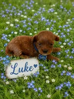 LUKE, a male Maltipoo for sale in Fayetteville, AR – 5 of 5