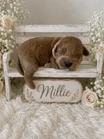MILLIE, a female Maltipoo for sale in Fayetteville, AR – 4 of 5