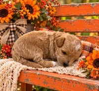 NACHO, a female Maltipoo for sale in Fayetteville, AR – 3 of 5