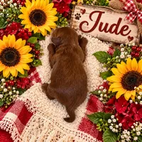 JUDE, a male Maltipoo for sale in Fayetteville, AR – 3 of 5