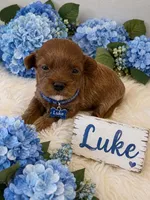 LUKE, a male Maltipoo for sale in Fayetteville, AR – 4 of 5