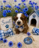 SCOTT, a male Maltipoo for sale in Fayetteville, AR – 2 of 4