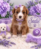 SADIE, a female Maltipoo for sale in Fayetteville, AR – 5 of 5