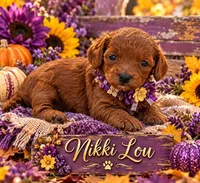 NIKKI LOU, a female Maltipoo for sale in Fayetteville, AR – 2 of 5