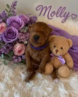 MOLLY, a female Maltipoo for sale in Fayetteville, AR – 3 of 5