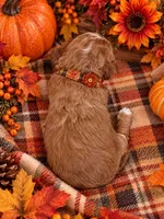 NACHO, a female Maltipoo for sale in Fayetteville, AR – 5 of 5