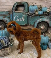 CASH SMALL MINI, a male Maltipoo for sale in Fayetteville, AR – 4 of 5